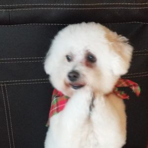 Meet your Posher, Tracy